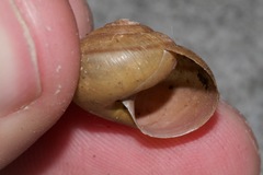 Helminthoglypta hertleini