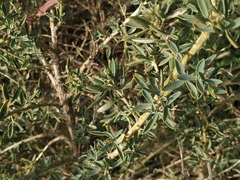 Adenocarpus hispanicus