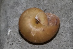 Helminthoglypta hertleini