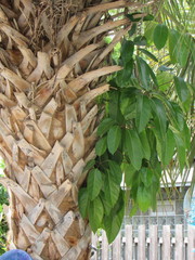 Heptapleurum actinophyllum