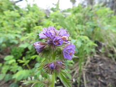 Phacelia franklinii