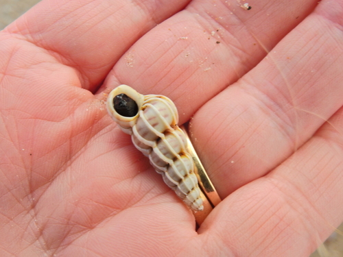 Common Wentletrap, photo 6 of 8