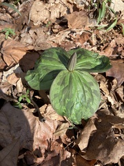 Trillium sessile
