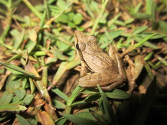 Ptychadena anchietae