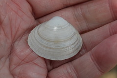 Macoma balthica