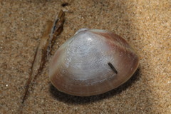 Mactra stultorum