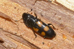 Glischrochilus quadripunctatus