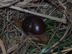 Megaustenia imperator