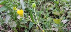 Ranunculus trilobus