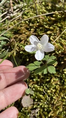 Anemonoides quinquefolia