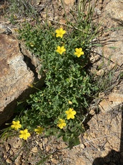 Oxalis californica