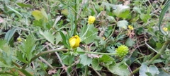 Ranunculus trilobus