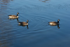 Branta canadensis maxima