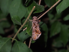 Plusiopalpa adrasta