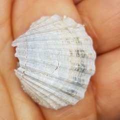 Acanthocardia paucicostata