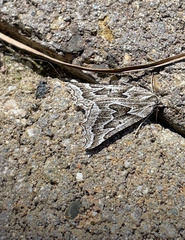 Plataea californiaria