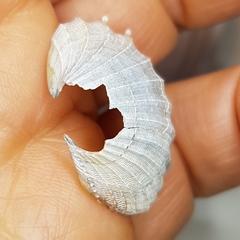 Acanthocardia paucicostata