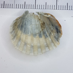 Acanthocardia paucicostata