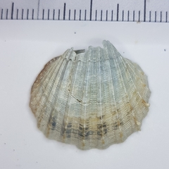 Acanthocardia paucicostata