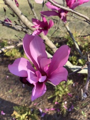 Magnolia stellata