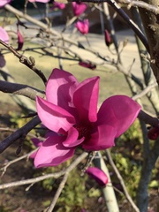Magnolia stellata