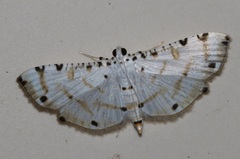 Pycnarmon cribrata
