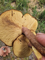 Tricholomopsis scabra