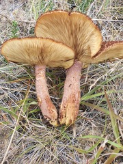 Tricholomopsis scabra