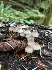 Mycena clavicularis