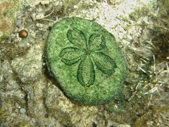 Clypeaster