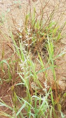Eragrostis ciliaris