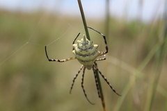 Argiope australis