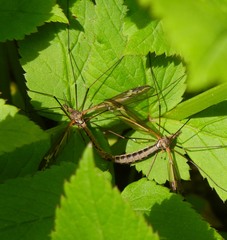 Tipula vittata