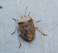 Hymenarcys nervosa