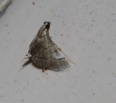 Cangetta hartoghialis