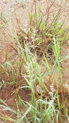 Eragrostis ciliaris