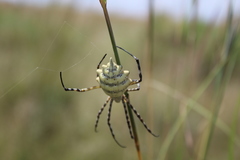 Argiope australis