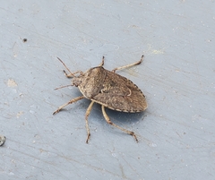Hymenarcys nervosa