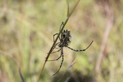 Argiope australis