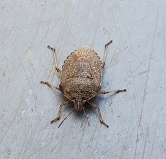 Hymenarcys nervosa