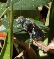 Osmia chalybea