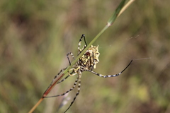 Argiope australis