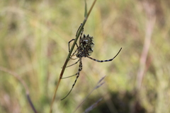 Argiope australis