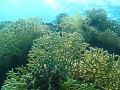 Millepora dichotoma