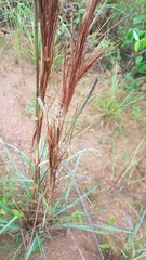 Andropogon bicornis