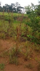 Andropogon bicornis