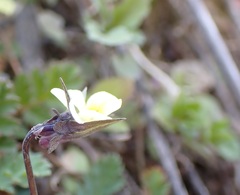 Viola arvensis arvensis