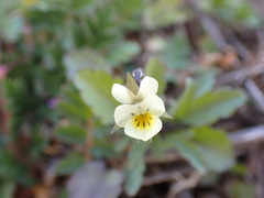 Viola arvensis arvensis