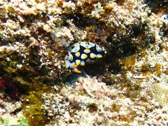 Phyllidia rueppelii