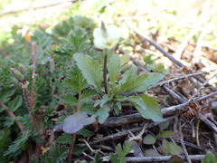 Viola arvensis arvensis